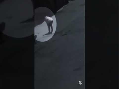 Sahipsiz Köpek Saldırısı: Kadın Yaralandı